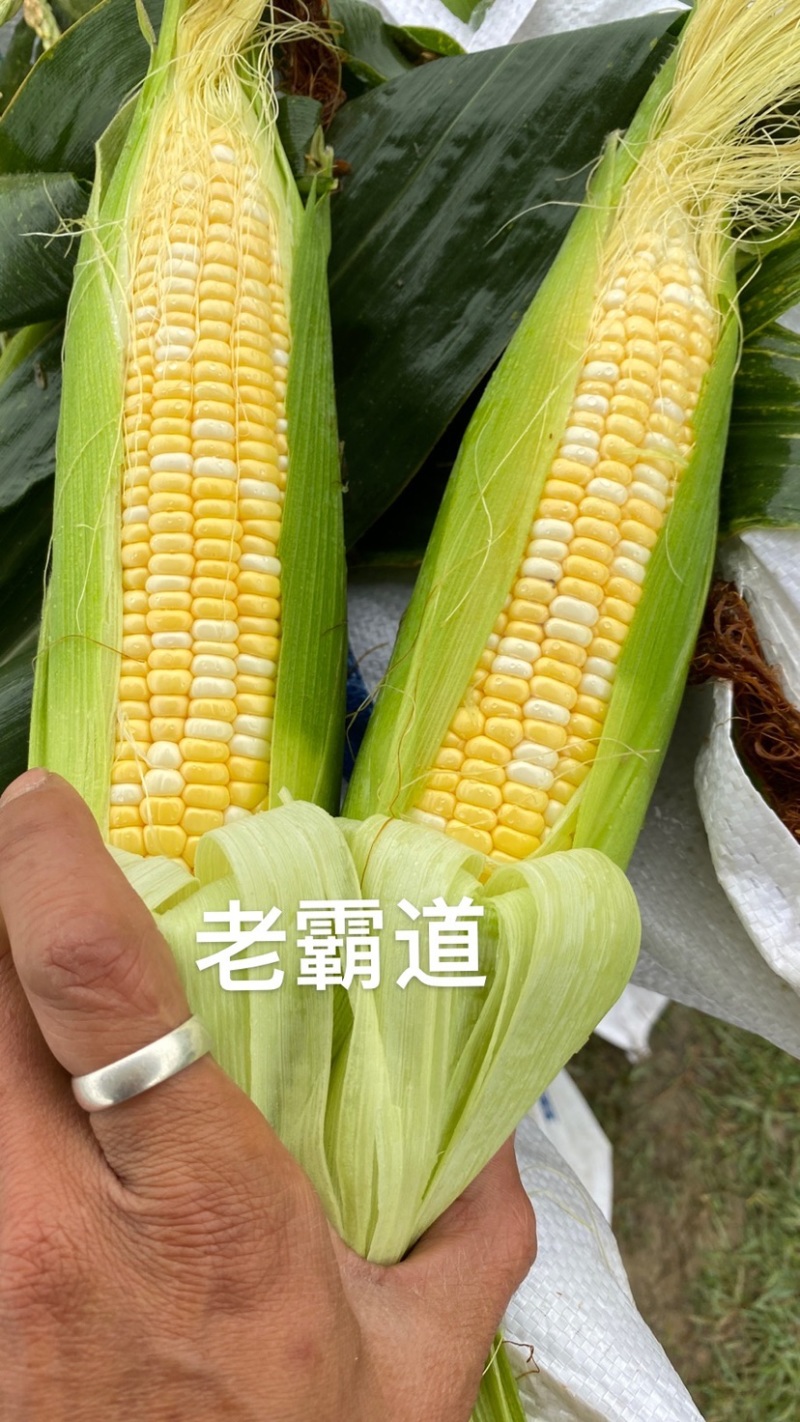 11号加甜白糯精品水果玉米，货源充足，颗粒饱满，欢迎选购