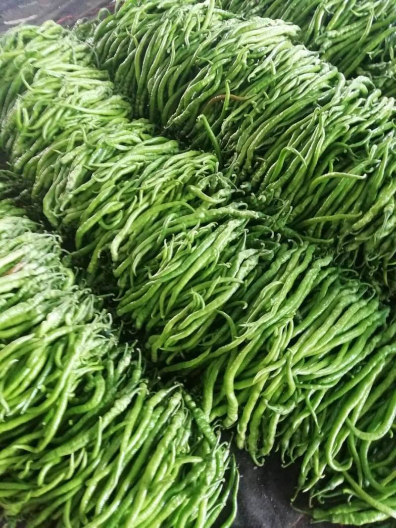 精品线椒大量上市，产地直发量大欢迎新老客户前来采购！