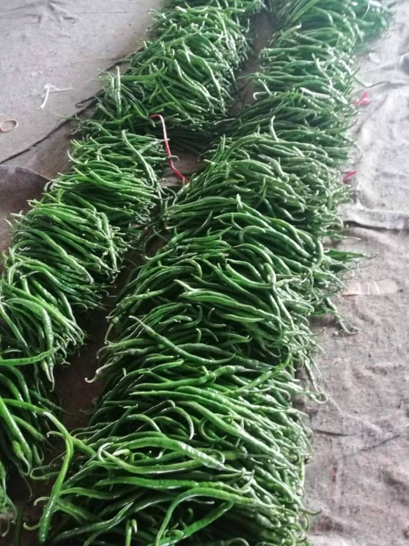 精品线椒大量上市，产地直发量大欢迎新老客户前来采购！