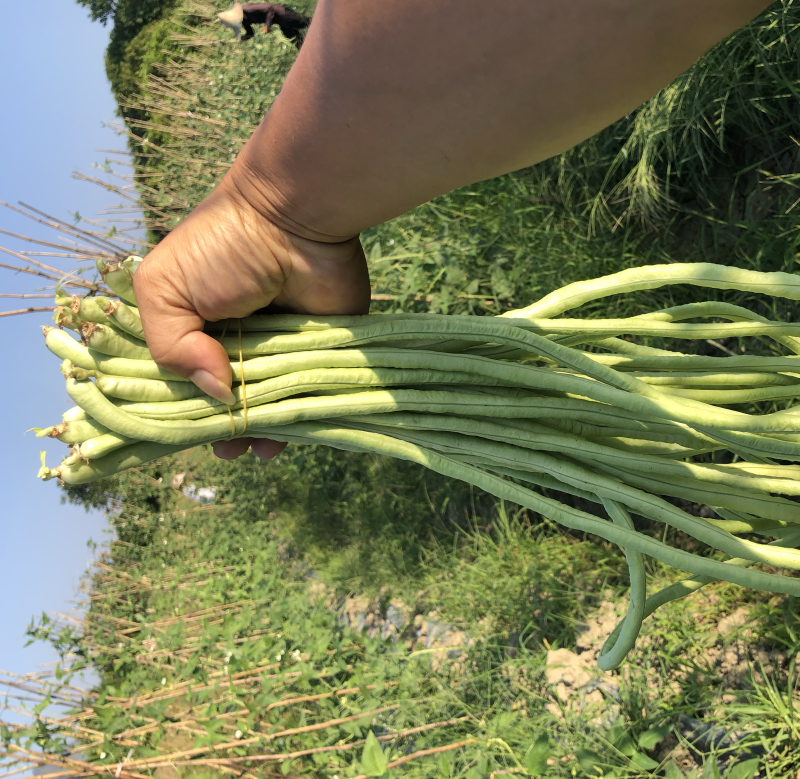桂林豆角