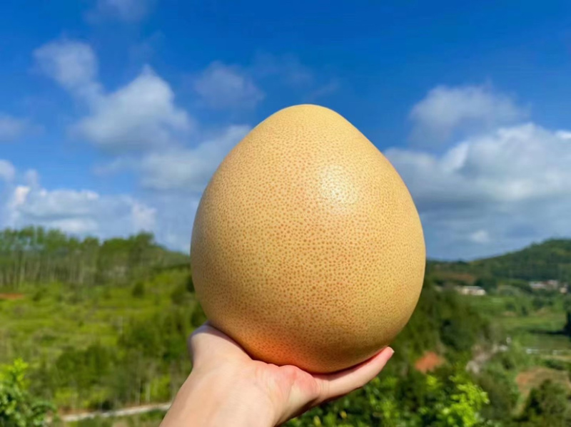 梅州大埔三红蜜柚