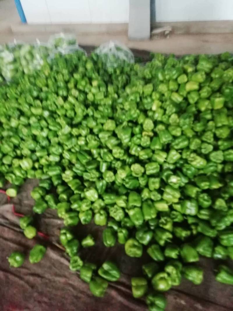 精品线椒大量上市，产地直发量大欢迎新老客户前来采购！