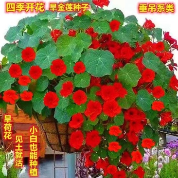 旱金莲种子花苗四季开花盆栽花草植物室内易活花卉好养室外花