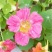旱金莲种子花苗四季开花盆栽花草植物室内易活花卉好养室外花