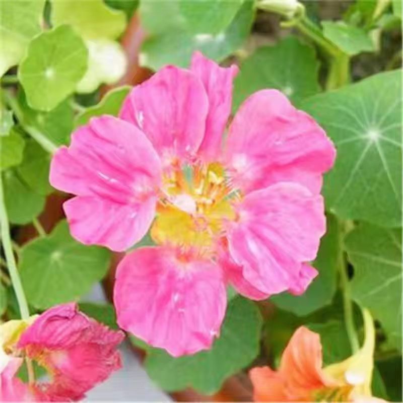旱金莲种子花苗四季开花盆栽花草植物室内易活花卉好养室外花