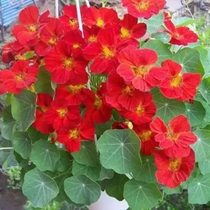 旱金莲种子花苗四季开花盆栽花草植物室内易活花卉好养室外花