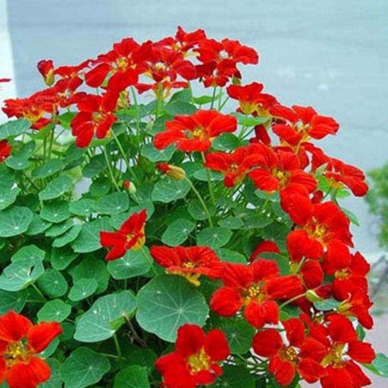 旱金莲种子花苗四季开花盆栽花草植物室内易活花卉好养室外花