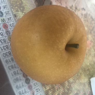 【下架】江苏精品秋月梨，连云港市东海县精品秋月梨