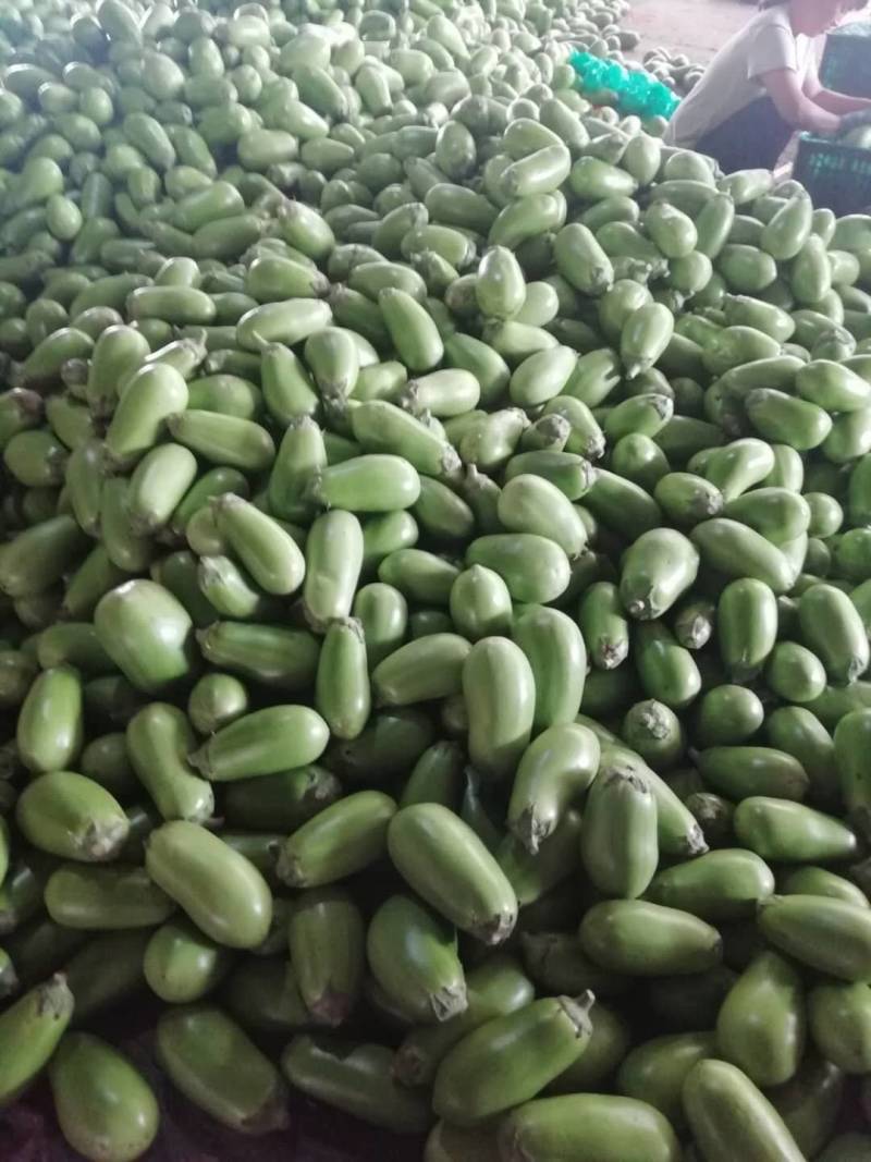 精品青茄大量上市，欢迎新老客户前来！质优价廉
