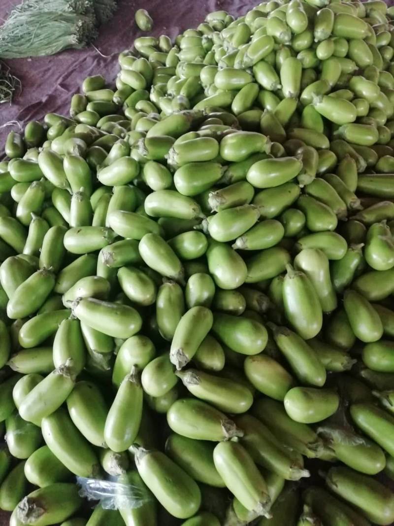 精品青茄大量上市，欢迎新老客户前来！质优价廉