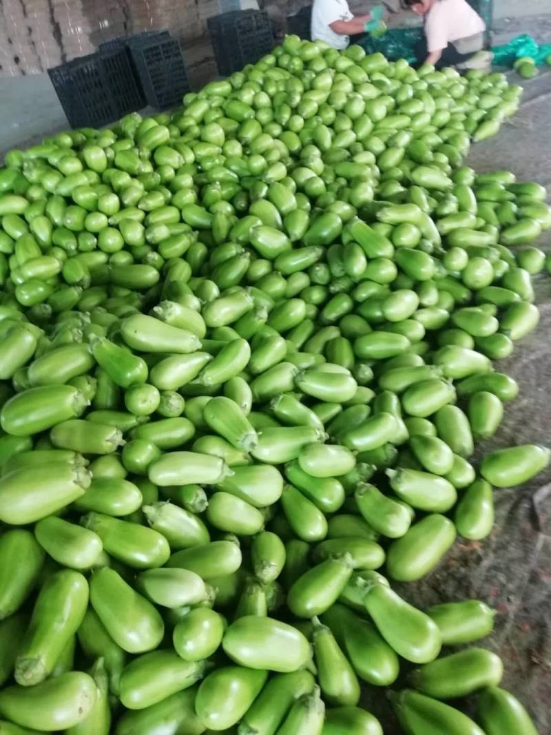 精品青茄大量上市，欢迎新老客户前来！质优价廉