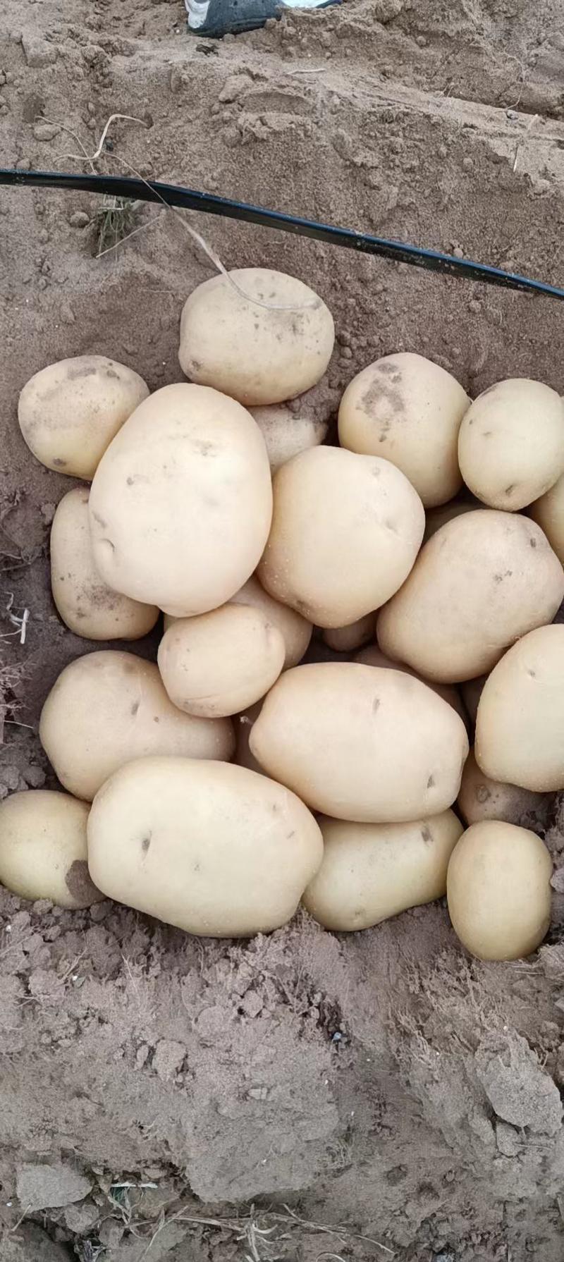 榆林沙地土豆V7土豆希森黄皮黄心大量供货一手货源