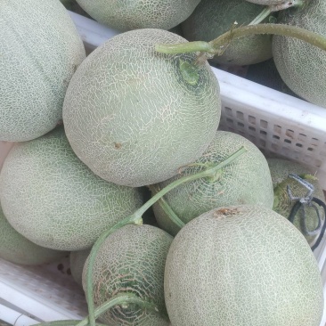 玫珑脆蜜