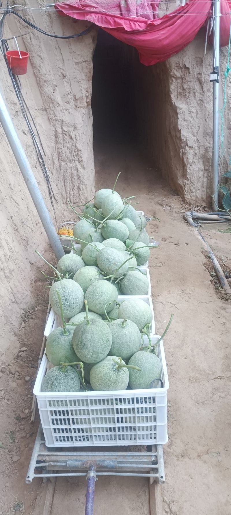 玫珑脆蜜