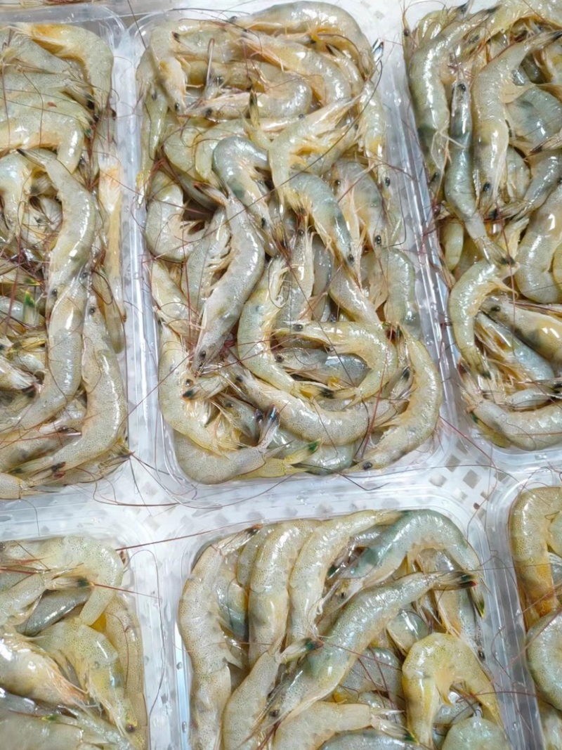 海捕黄虾