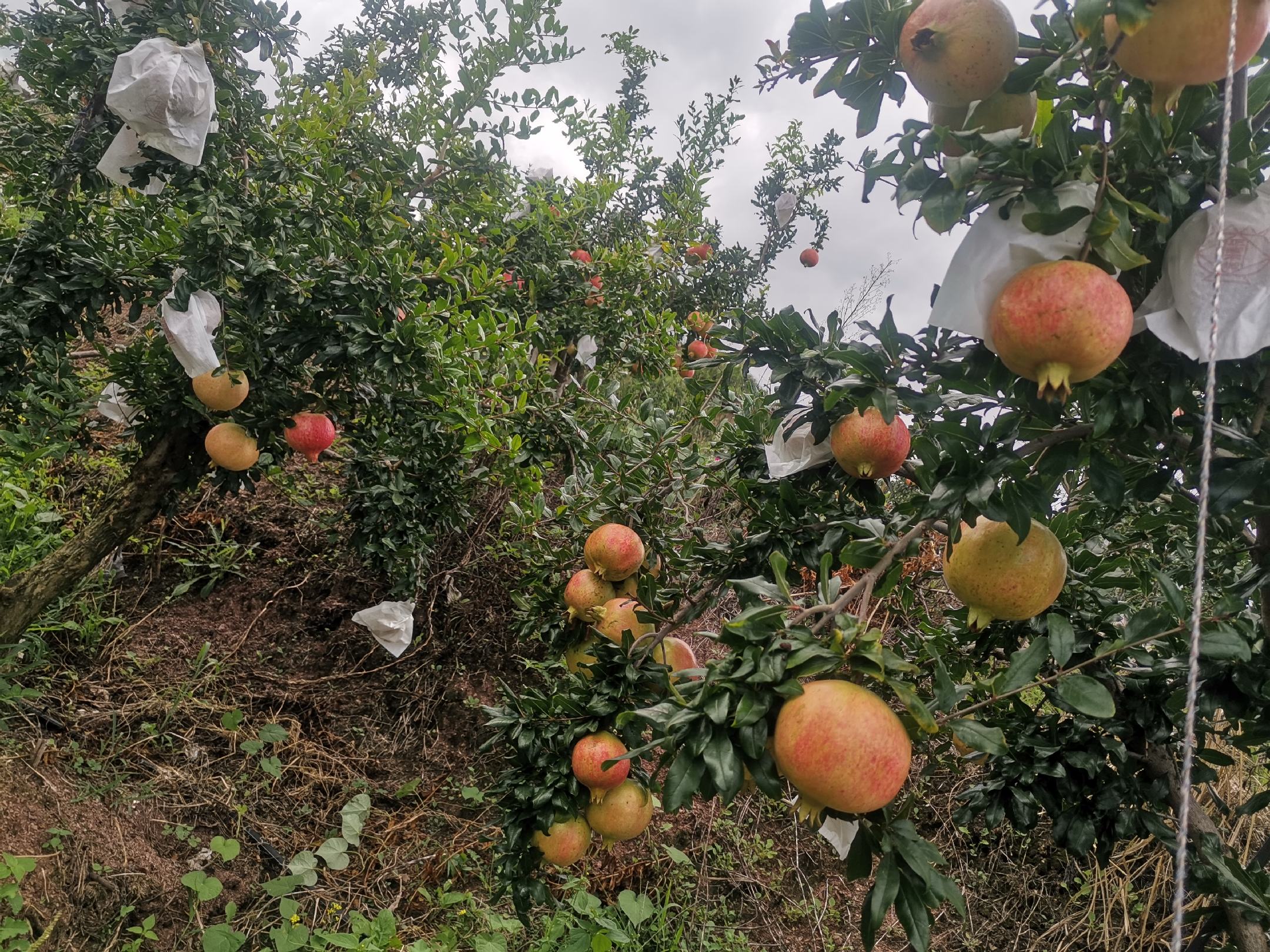 一群果农在果园中采摘成熟的突尼斯软籽石榴,果实饱满红润。旁边设有临时分拣台,工人正在使用电子秤和分级筐对果实按重量(500g、700g、900g以上)进行分类,纸箱印有‘有机认证’和‘地理标志’标识。背景为山地梯田果园,配有喷灌设施 突尼斯软籽石榴采收与分级包装场景