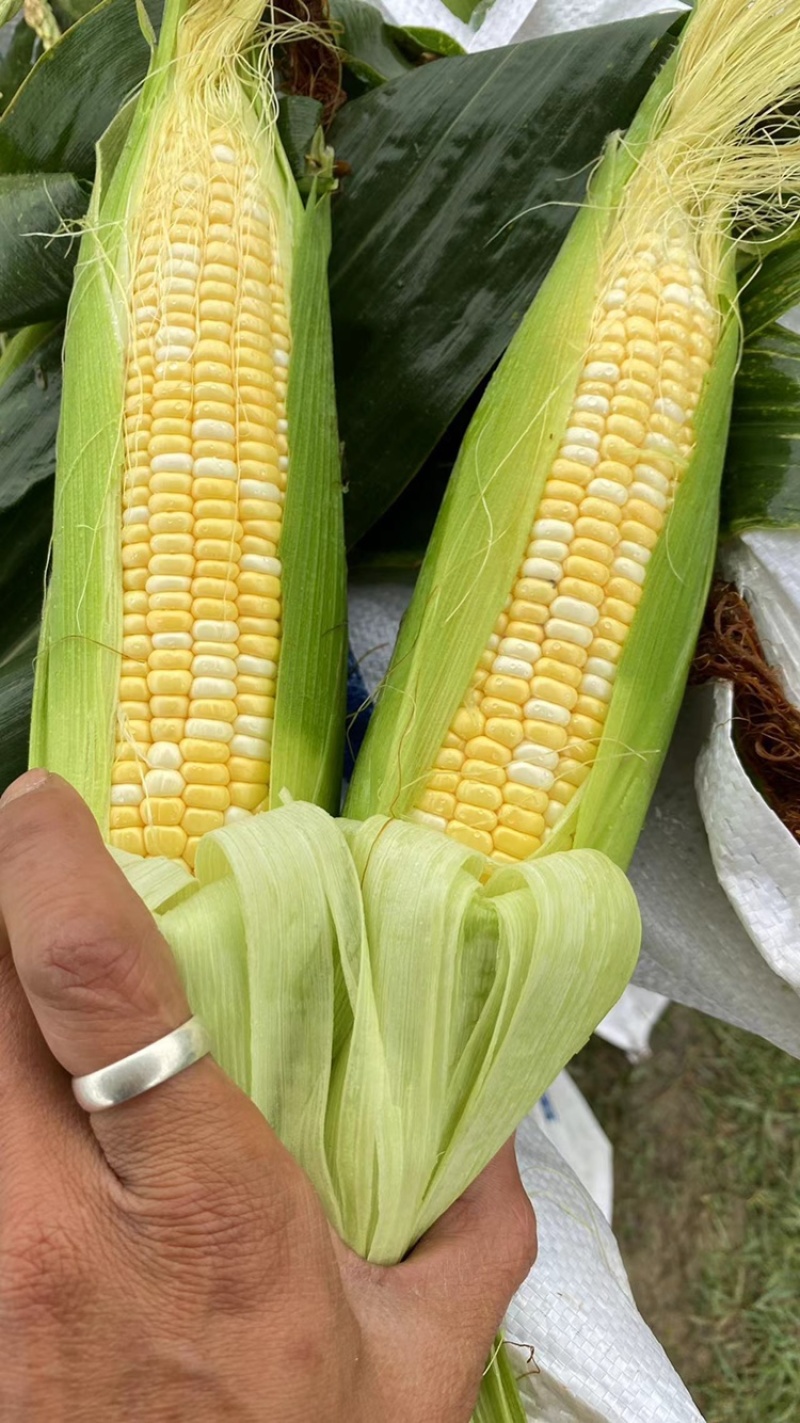 精品双色水果玉米，货源充足，欢迎选购田头现摘100%新鲜