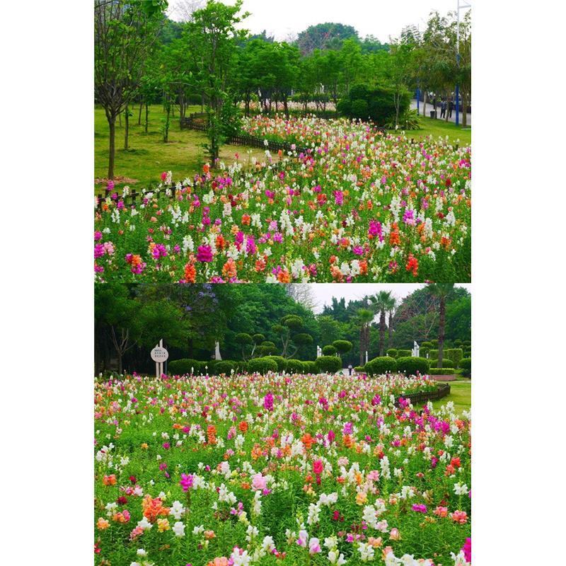 金鱼草种子宿根草本花卉四季播种耐阴花草花种子多年生花籽