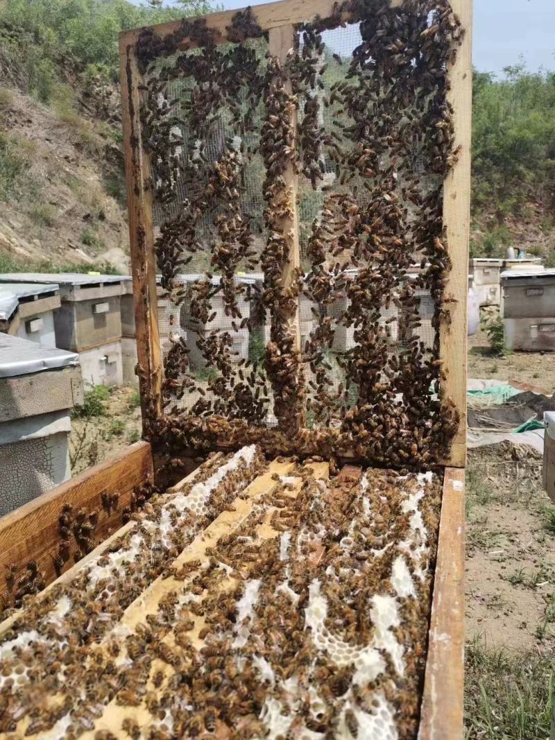枣花蜜，槐花蜜，货源充足，欢迎各位老板前来选购。