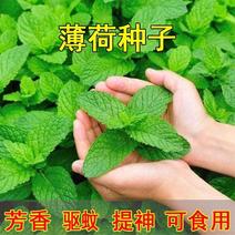 薄荷种子四季播种阳台盆栽观赏食用易种清爽大叶留兰香花草种