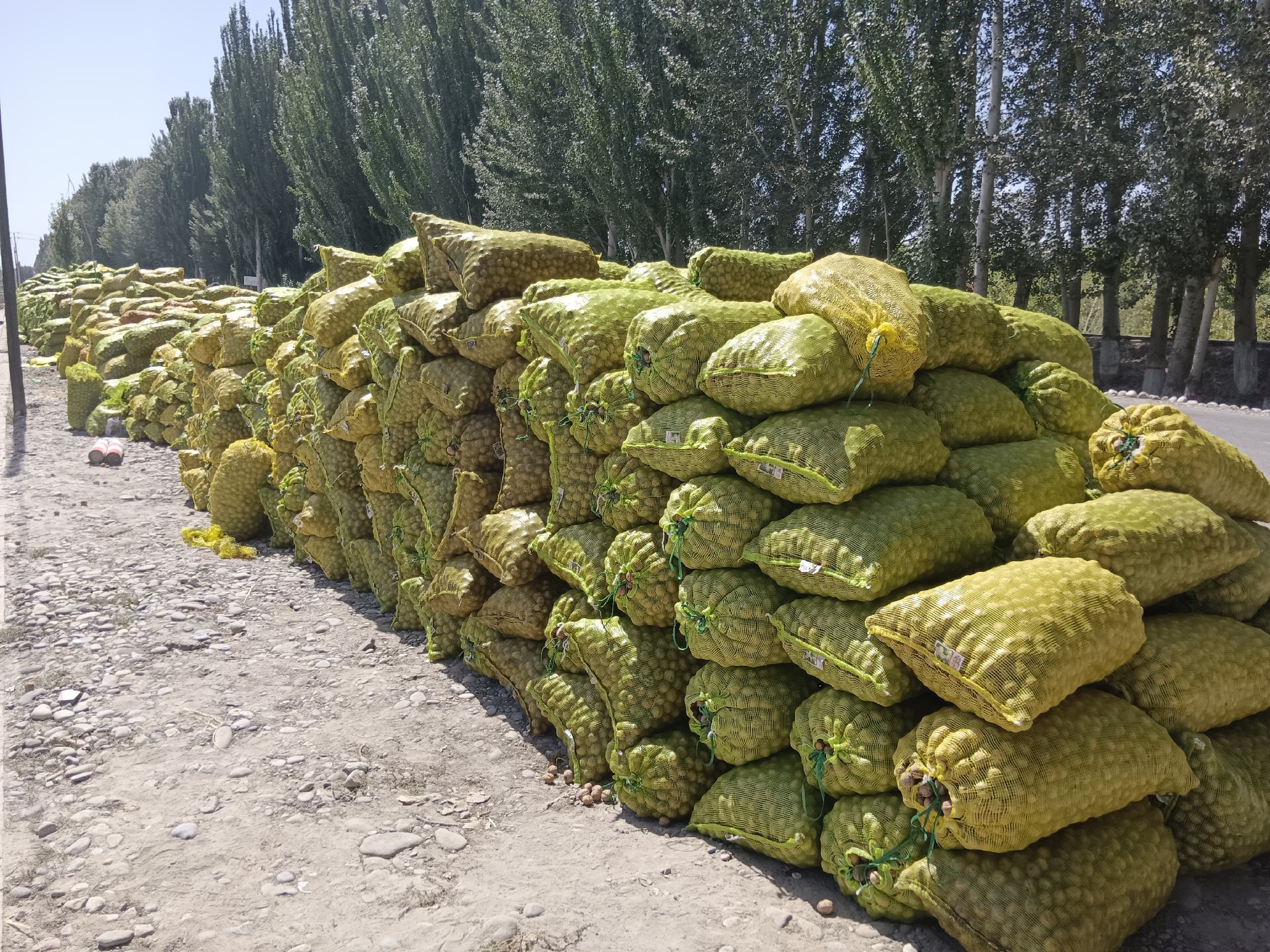 青皮核桃采摘现场