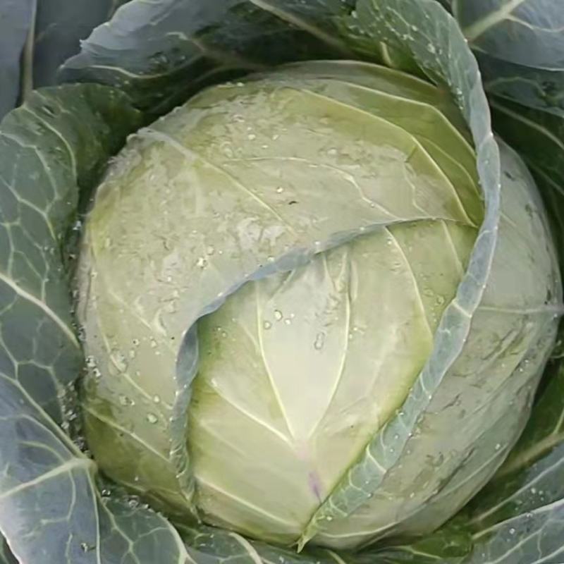 精品甘蓝