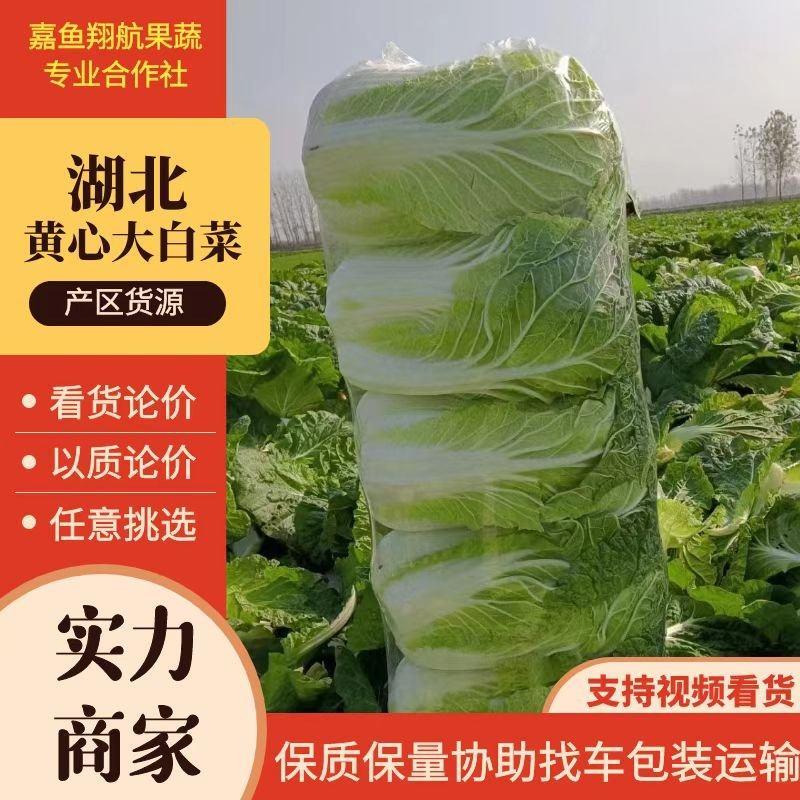 【白菜】湖北黄心大白菜产地上市价格低欢迎咨询，可视频看货