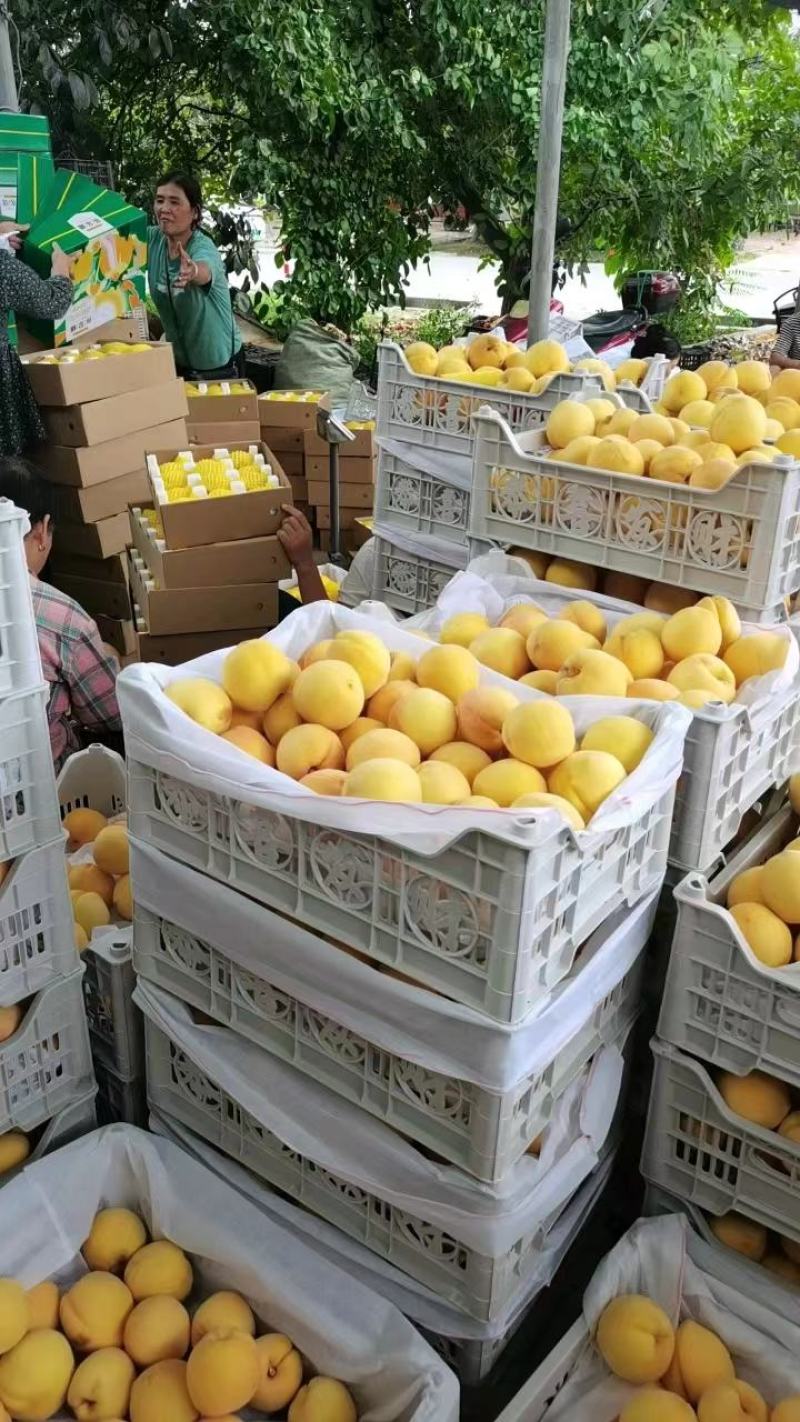 【精品黄桃】西瑞黄桃产地发货大量上市欢迎各地老板咨询