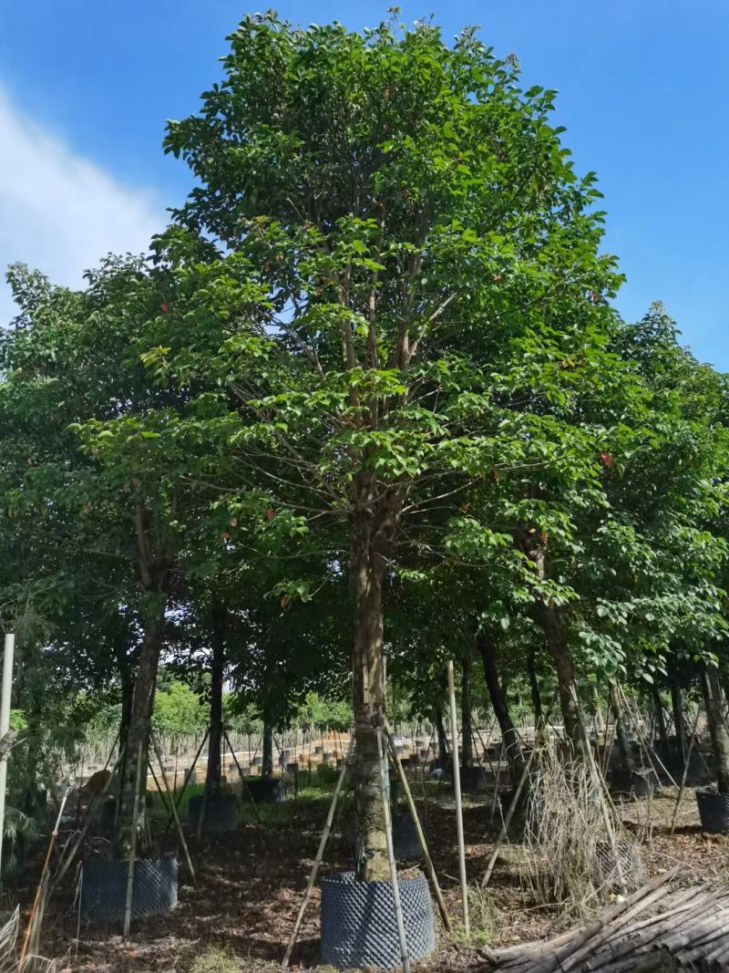 养冠秋枫15-18-20公分，自家基地苗保质保量