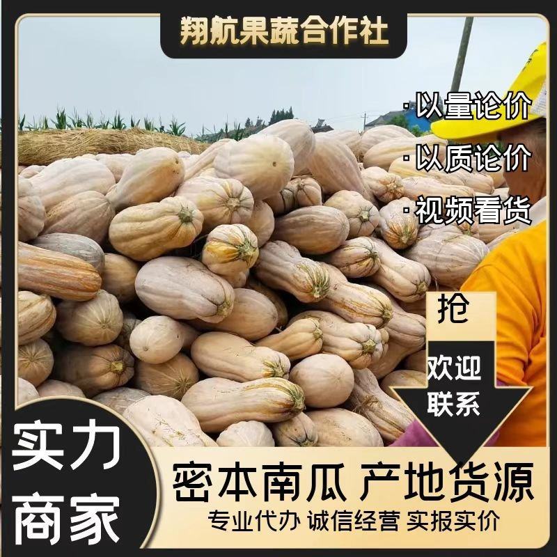 【南瓜】金韩蜜本南瓜湖北嘉鱼蔬菜基地产地直发