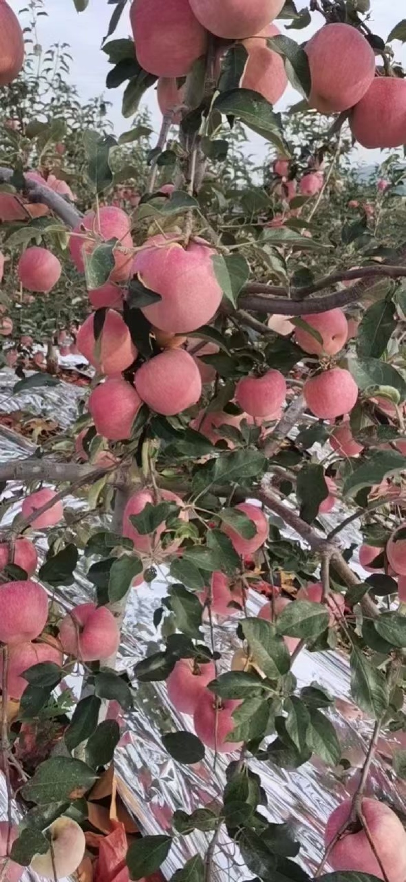 寒富苹果，颜色好，个头均匀，表光亮，需要的客商可以联系