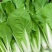 【推荐】小白菜毛白菜杭白菜产地一手货源常年供应