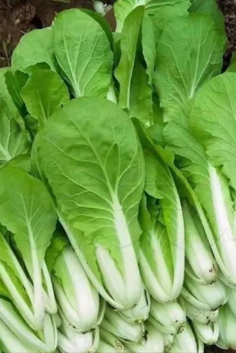 【推荐】小白菜毛白菜杭白菜产地一手货源常年供应