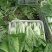 【推荐】小白菜毛白菜杭白菜产地一手货源常年供应