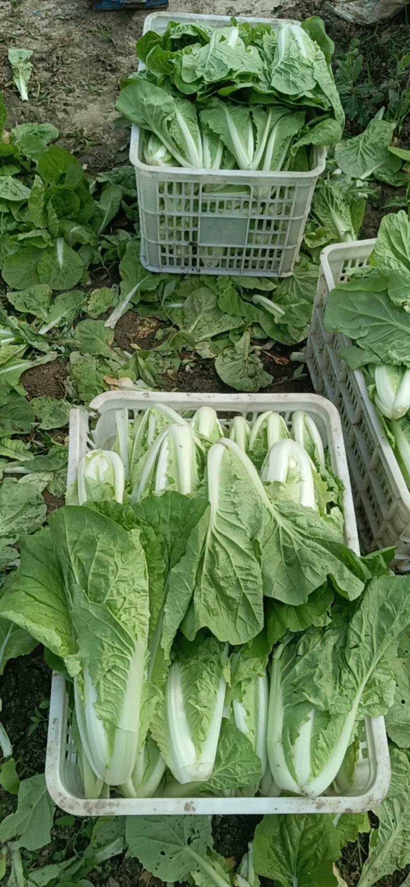 【推荐】小白菜毛白菜杭白菜产地一手货源常年供应