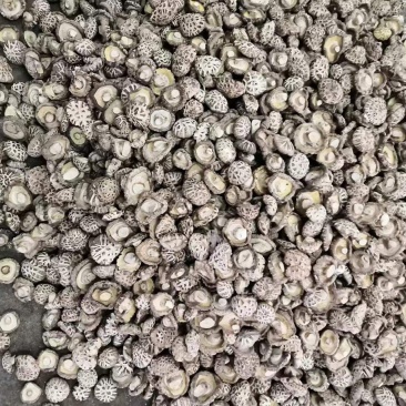 湖北干花菇，产地发货，量大从优，欢迎客商来选购