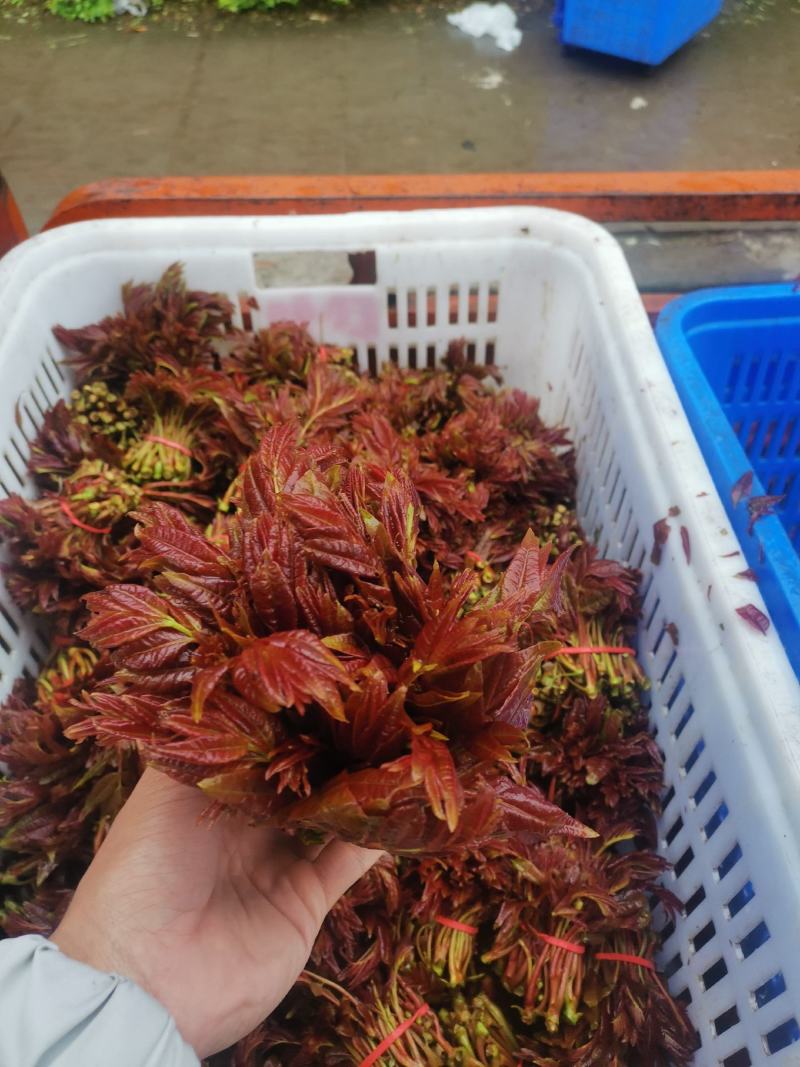 香椿芽20cm以下，香椿发起地，红油香椿芽基地
