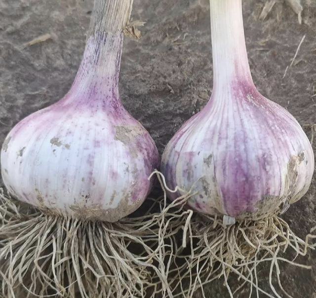 白皮蒜晾晒图