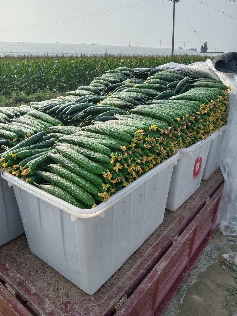 密刺黄瓜鲜花带刺25公分以上
