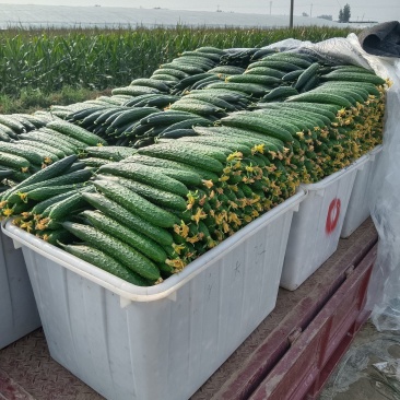 密刺黄瓜鲜花带刺25公分以上