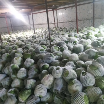 云南红河高原精品甘蓝货量大全国发货来电咨询