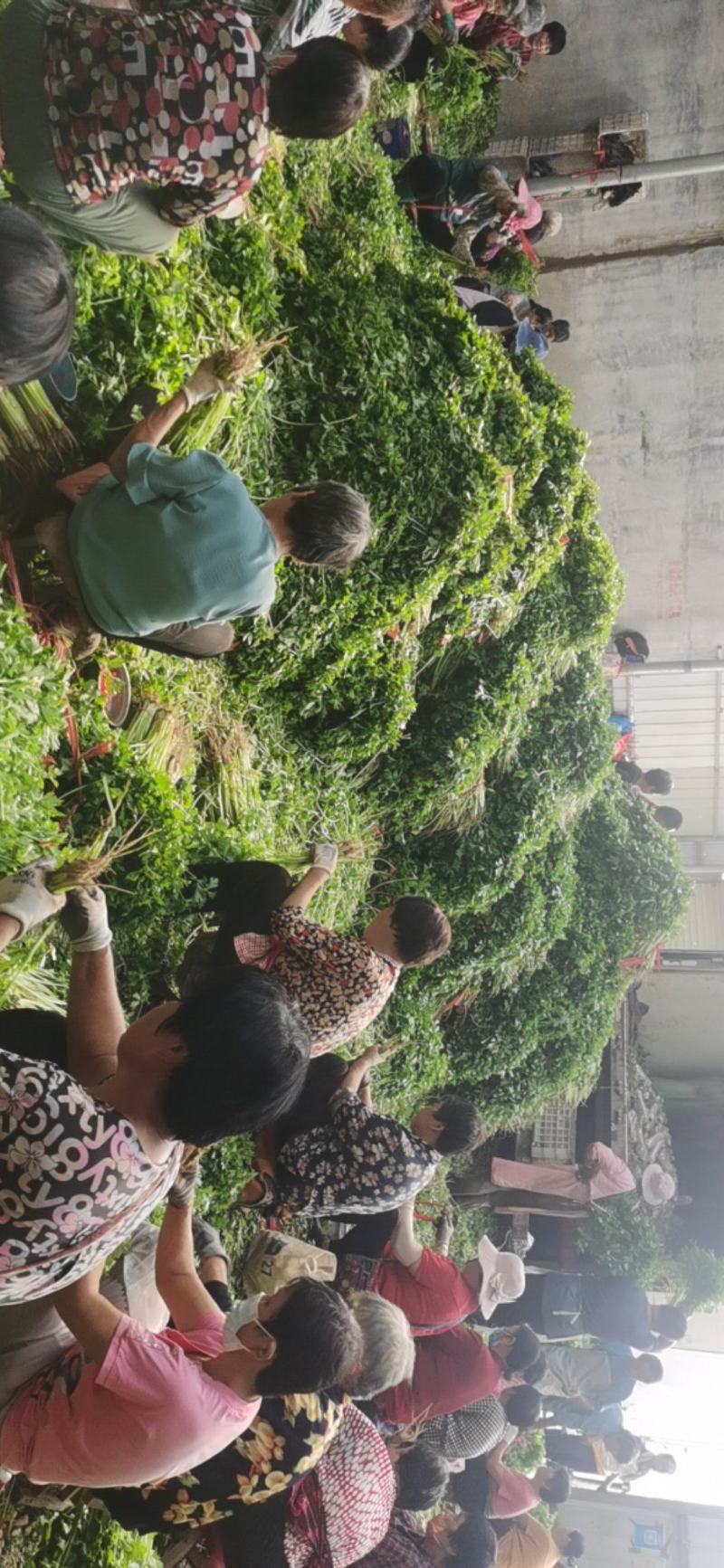 大量提供香芹上海青小白菜。每天大量有货