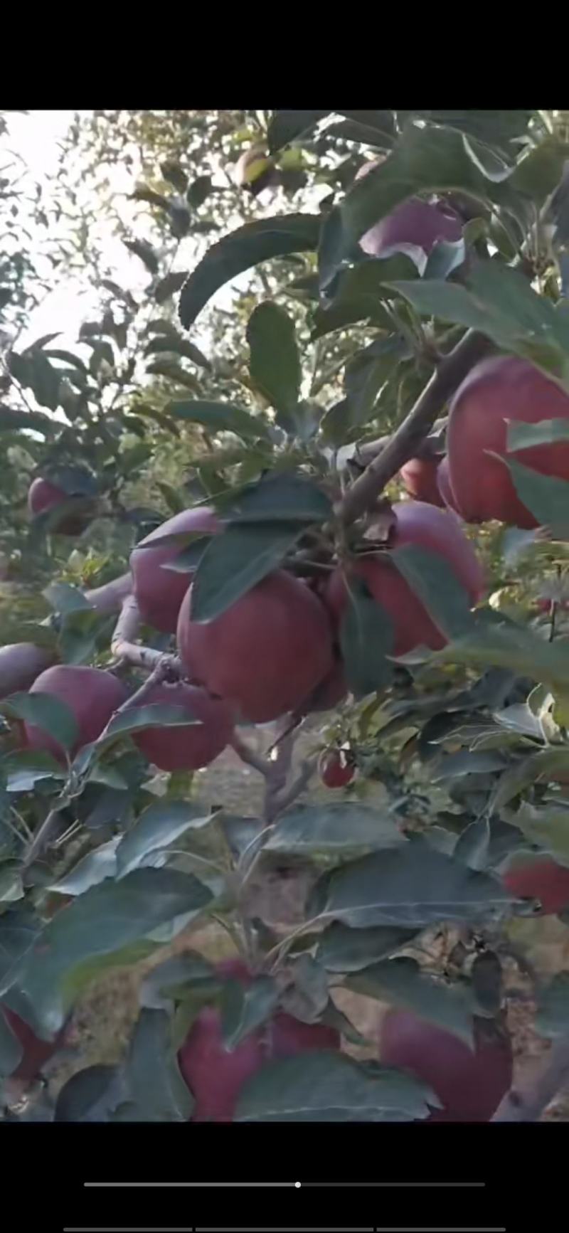 花牛红星已上市