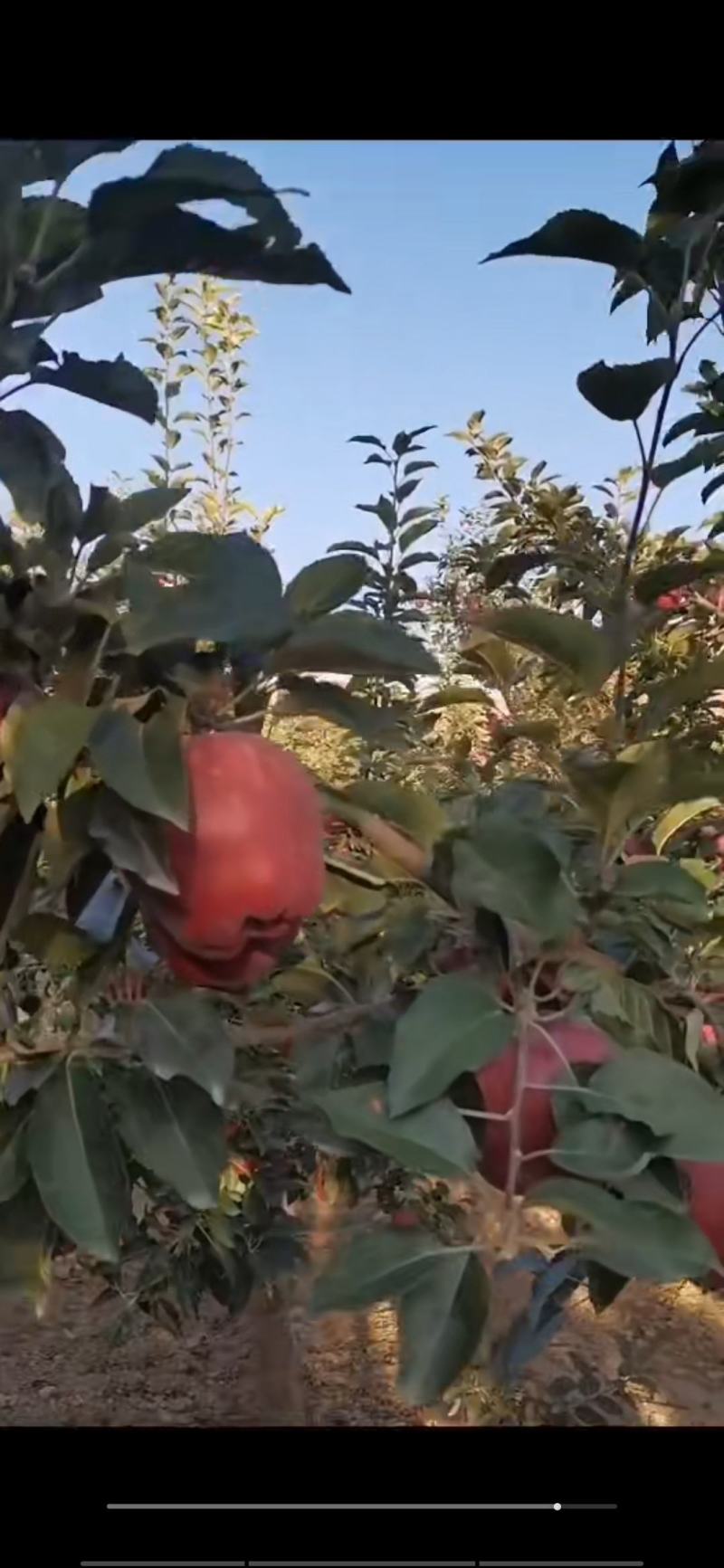 花牛红星已上市