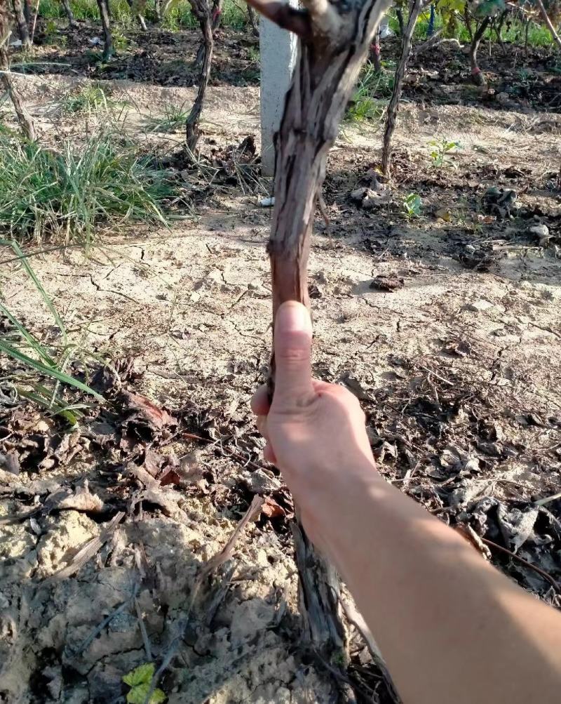 出售精品占地移栽种植葡萄树，颗颗精选，量大从优。