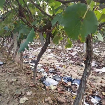 出售精品占地移栽种植葡萄树，颗颗精选，量大从优。