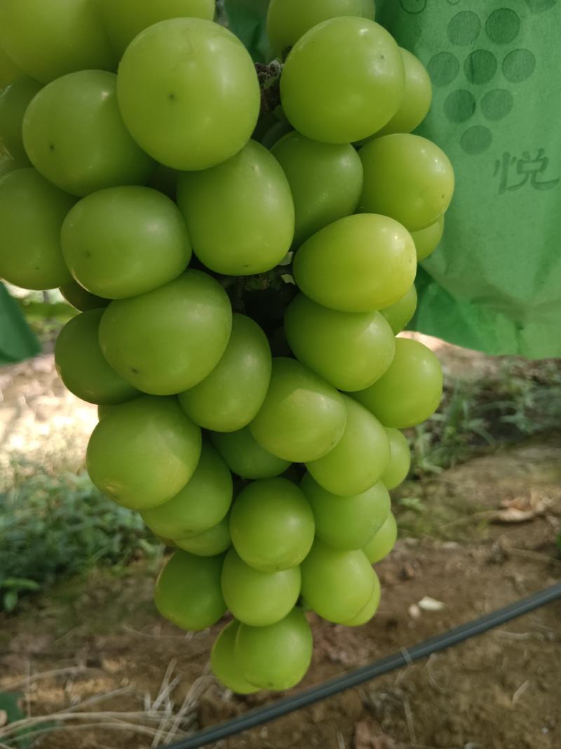 阳光玫瑰，大量有货
