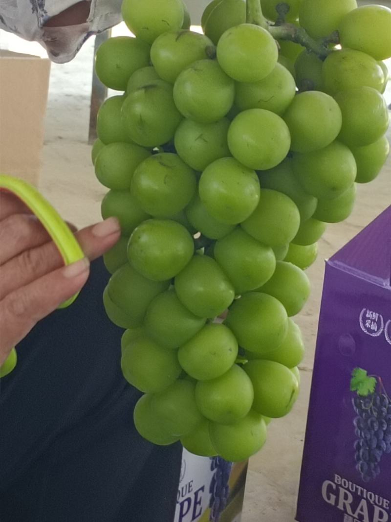 阳光玫瑰，大量有货