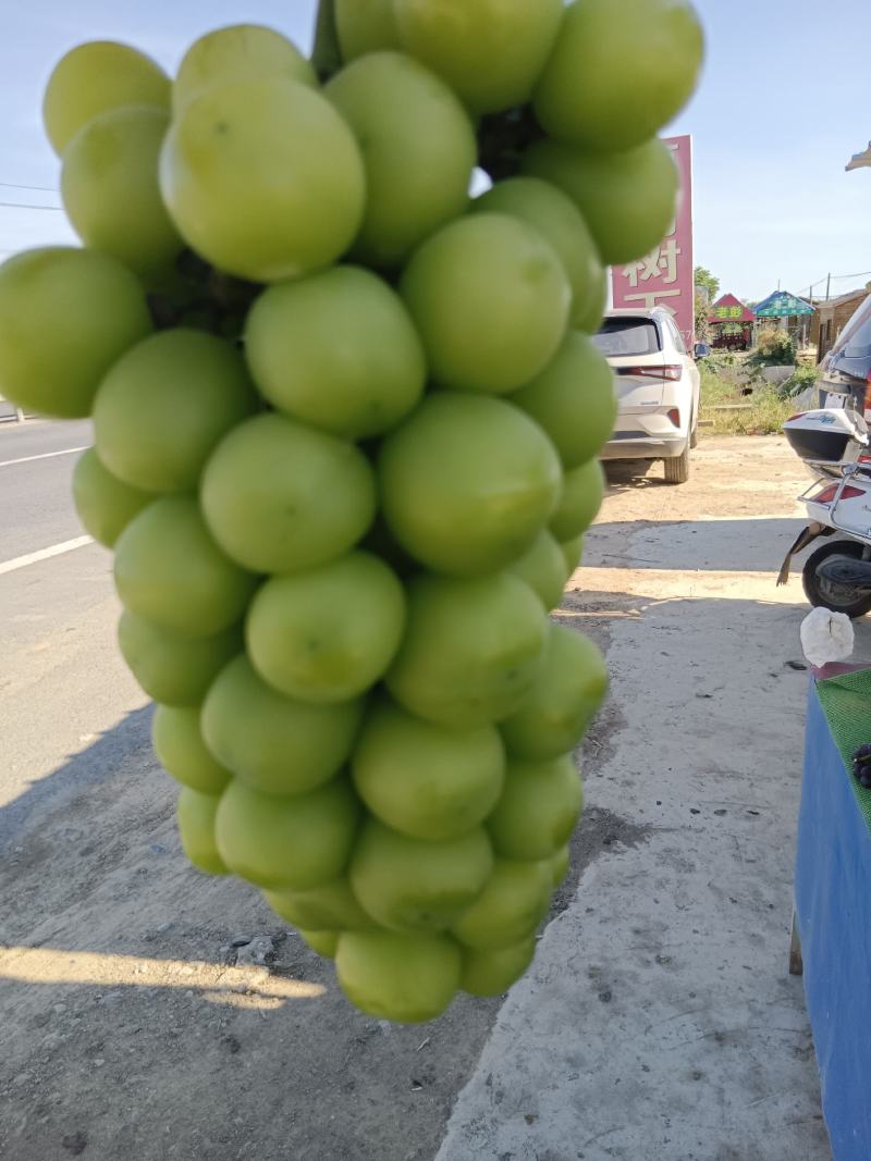 阳光玫瑰，大量有货