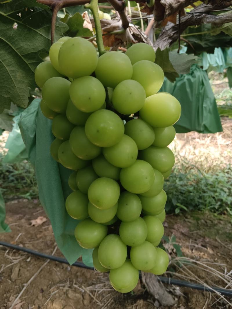 阳光玫瑰，大量有货
